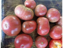 Томат гном ППИ (dwarf PPI)