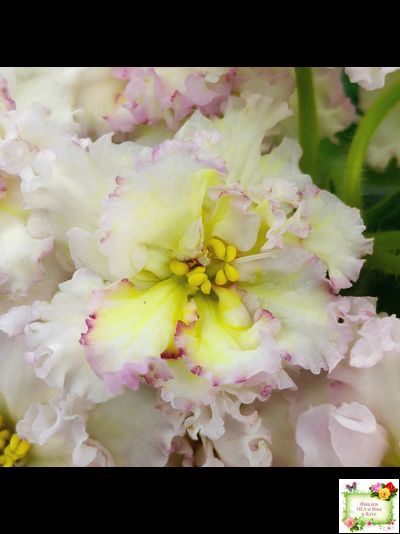 ЛЕ-Злато Скифов (Е. Лебецкая) 2015 г.