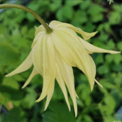 Княжик Golden Dream (Голден Дрим), контейнер р9