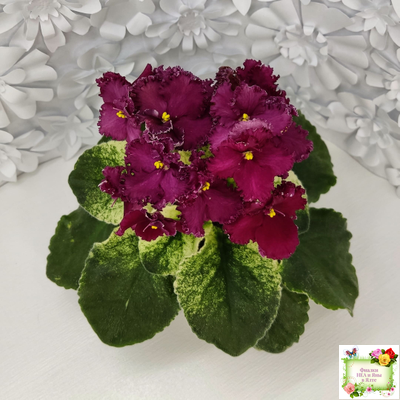 ЛЕ-Шелковые Кружева (Е. Лебецкая) 2017 г. (лист посажен 28.01.26)