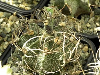 Astrophytum capricorne (D=50мм) колючки