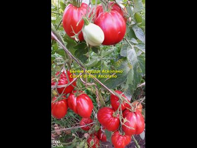 Томат Бычье сердце Асколано (Cuore di bue Ascolano, Италия)