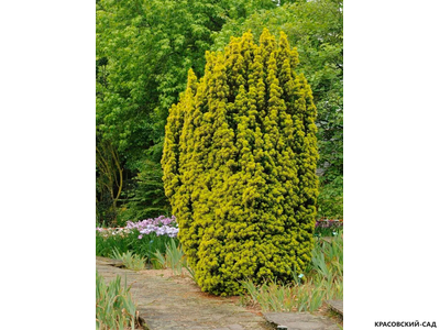 Тисс ягодный Давид - David