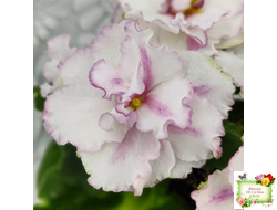 ВаТ-Соло Анфисы (Т. Валькова) 2021 г.