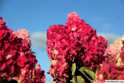 Гортензия Фрайс Мельба - Fraise Melba