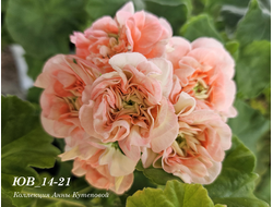 Пеларгония ЮВ_14.21