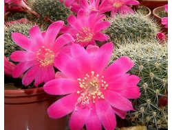 Rebutia senilis v.lilacino-rosea - 5 семян