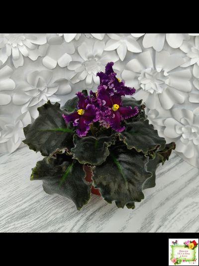 НК-Декамерон (Н.Козак) 2019 г.