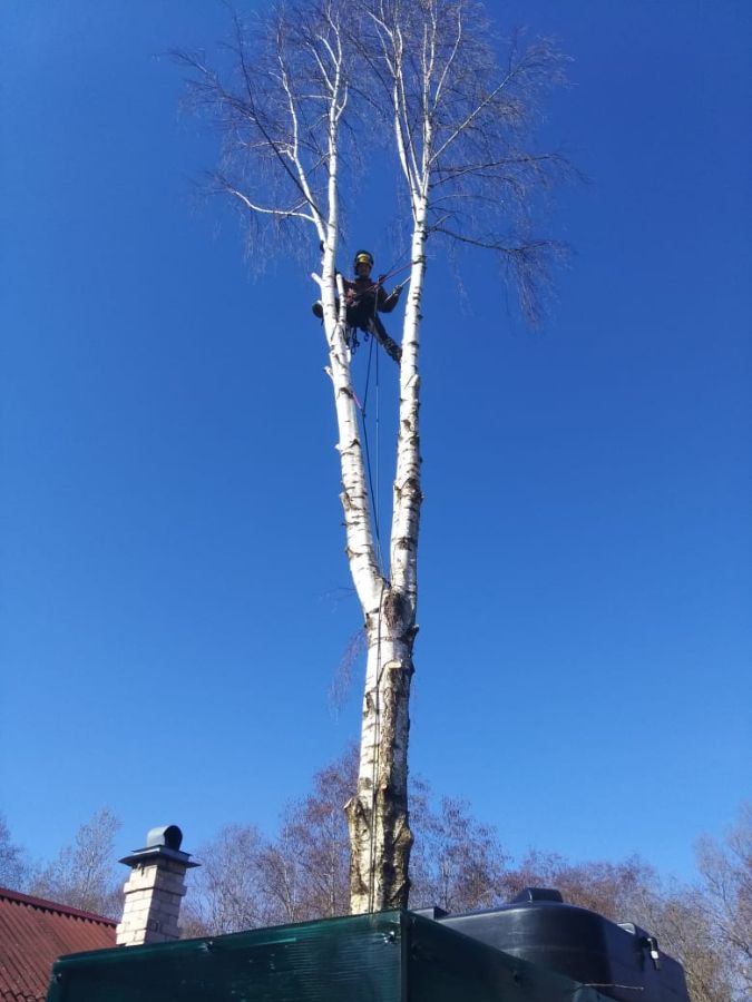 Спил дерева по частям 