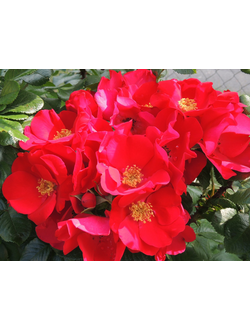 Робуста (Robusta) роза, ЗКС