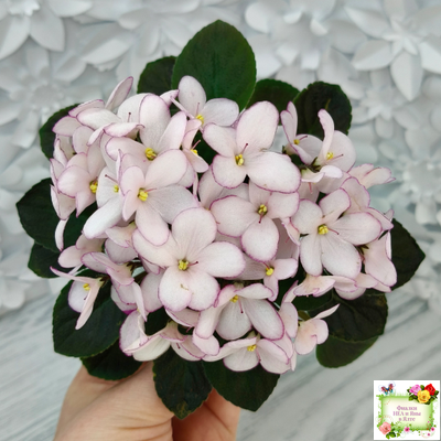 Н-Дюймовочка (Н. Бердникова)