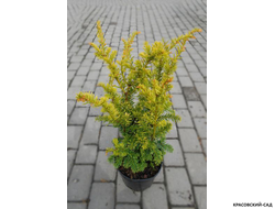 Тис ягодный Элегантиссима - Elegantissima