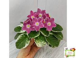 НД-Наталка-Полтавка (Н. Данилова-Суворова) 2018 г.