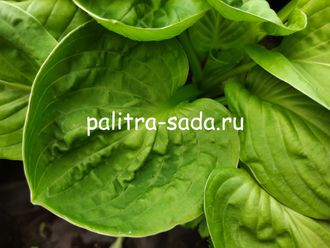 Хоста Нипперс