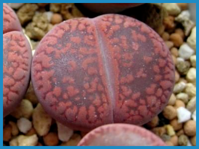 Lithops c262