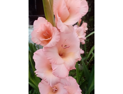 24) Розовый Олимпус (детки 10шт)