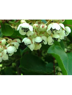 Актинидия аргута Мэйл Запылач (муж)