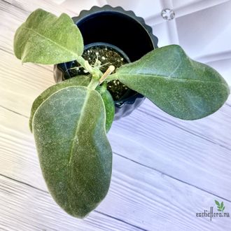 14/02/2025 hoya calicyna