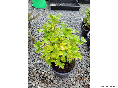 Калина Ксантокарпум