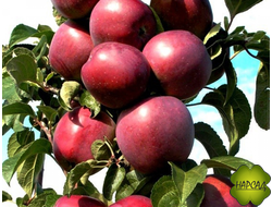 ЯБЛОНЯ КОЛОНОВИДНАЯ "СОЗВЕЗДИЕ" (саженец 3 года)