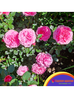 Ева (Starlet-Rose Eva)