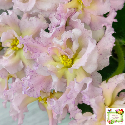 РМ-Солнечное Конфетти (Н. Скорнякова) 2022 г.