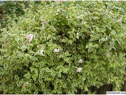 Вейгела Вариегата - Variegata