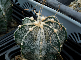 Astrophytum niveum - 10 семян