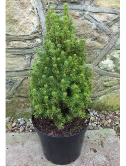 Ель канадская Цукехат, 40-60 см.