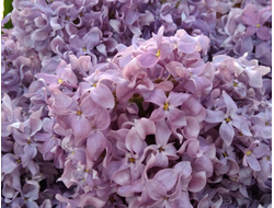 Капитан Бальте