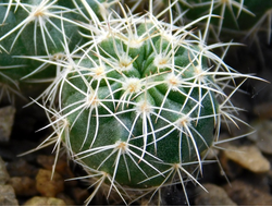 Wigginsia sessiliflora VG-1323 (D=12-18mm)