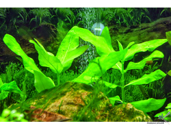 Гимнокоронис (ветка)