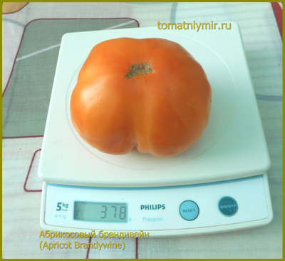 Томат Абрикосовый Брендивайн (Apricot Brandywine)