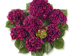 Гортензии крупнолистные.