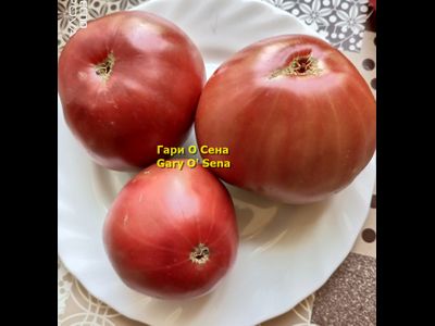 Томат Гари о Сена (Gary'O Sena)