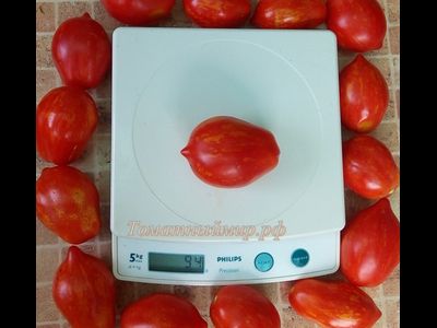 Томат Бешеная полосатая груша (Stripearanoid, США)