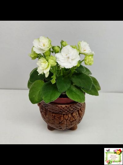 Irish Flirt mini (S.Sorano)