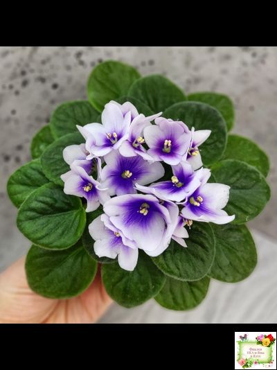 ЛЕ-Мятная Прохлада (Е. Лебецкая) 2019 г.