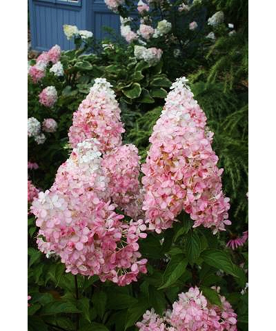Гортензия метельчатая  Pink Lady