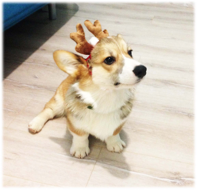 Рожки для собак и кошек