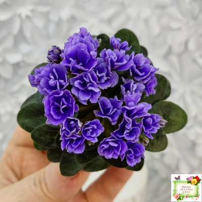 Blue Scoundrel micromini (P.Sorano/LLG) (Блю Ска́ндрел) микроминиатюра