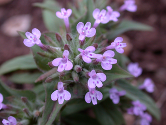 Зизифора пахучковидная (Ziziphora clinopodioides) Иран, 5 мл - 100% натуральное эфирное масло