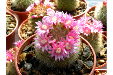 Mammillaria spinosissima (с желтыми колючками)