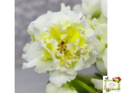 ЛЕ-Золото Нибелунгов Голд  (Е. Лебецкая) 2020 г.