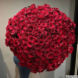 Букет из 151 розы эквадор 70см «Silly»1