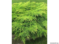 Можжевельник Пфитцериана Ауреа - Pfitzeriana Aurea