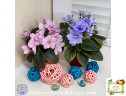 ЛЕ-Голубой Дунай (Е. Лебецкая) 2018 трейлер (пасынок сорт посажен 20.10.25)