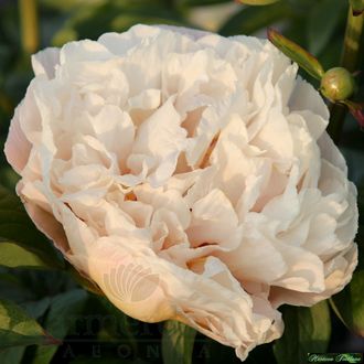 Paeonia Appleton House