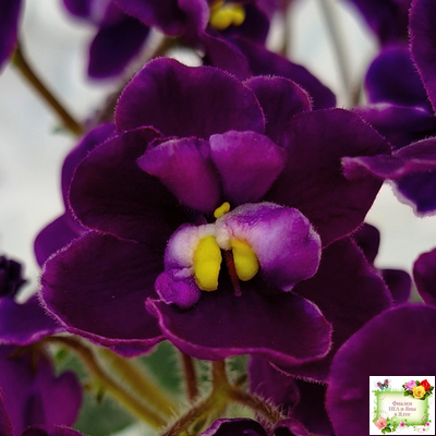 Mac's Piqued Pixie (G. McDonald) 2011 г.