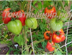 Томат Воловье сердце розовое (Volovsko srce pink)